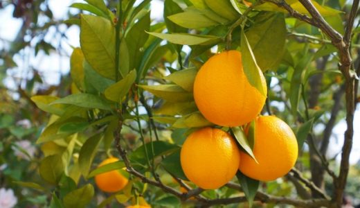 グレープフルーツとオレンジの栄養素の違いは？ダイエット効果は？