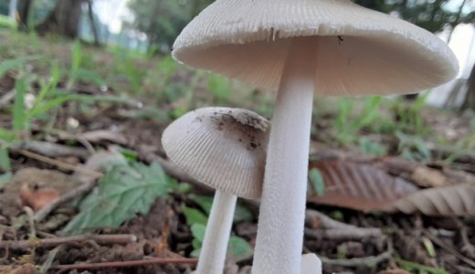 キノコとカビの違いは？食べれる酵母・細菌の見分け方を解説！