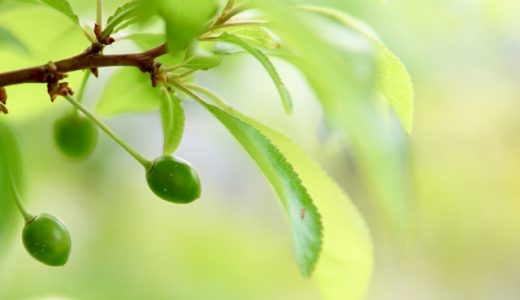 すももとプラムの違いは何？プルーンやソルダムとの違いも