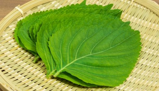 エゴマの葉の保存方法は？賞味期限や注意点！栄養素やおすすめも
