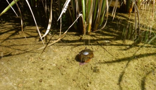 ジャンボタニシの卵には毒がある？貝には重篤症状を引き起こす寄生虫が！