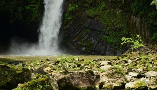 本わさびと生わさびの違いはどんなところ?体に良いの?食べ方は?