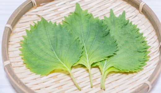 しそに毒性？アトピーが出る？葉に栄養はある？エキスの効能・健康効果は