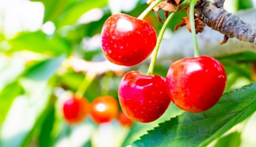 おうとう（桜桃）とさくらんぼの違いは？さくらんぼの珍しい品種は