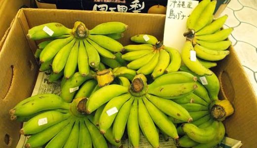 島バナナの食べ頃はいつ？どうやって収穫するの？どんな味がするの？