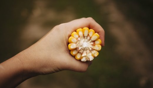 スイート コーンは生でそのまま食べても大丈夫？品種や栄養を紹介