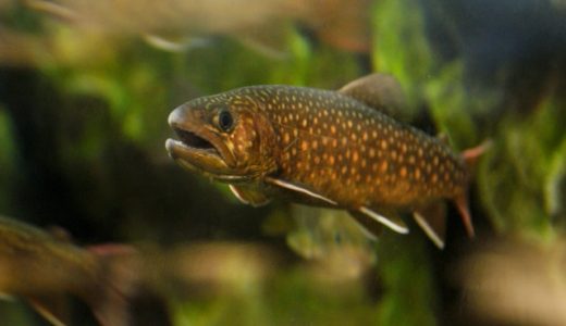 イワナの刺身は寄生虫が危険?どんな味?日持ちはどれくらい?