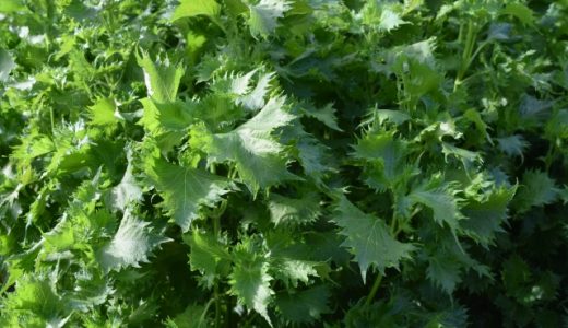 ちりめん青じそと大葉の違いは?栄養価や効能に違いはあるの?