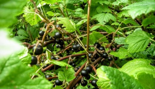 カシスはどんな味？そのまま食べられる？特徴や食べ方や栄養成分も