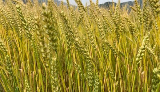 還元麦芽糖は体に悪い?子供や妊娠中でも食べられる?下痢になる?