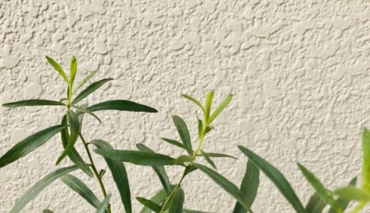 タラゴンは生で使うのがおすすめ?ビネガーやオイル漬けがおすすめ!