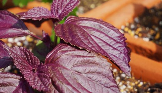 赤紫蘇は生で食べられる?食べられない?エグみや苦味が強いの?