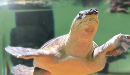 すっぽんのアレルギー症状を紹介！原因や危険性・対処法も