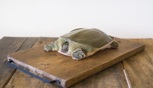 すっぽんは何を食べる？肉食？草食？生態や味の口コミも紹介