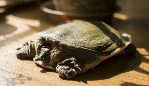 すっぽんやその生き血にはどんな効果がある?寄生虫の危険はある?