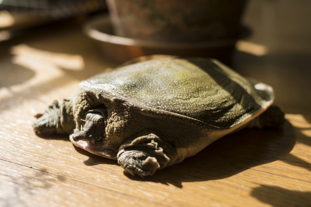 すっぽんやその生き血にはどんな効果がある 寄生虫の危険はある お役立ち 季節の耳より情報局