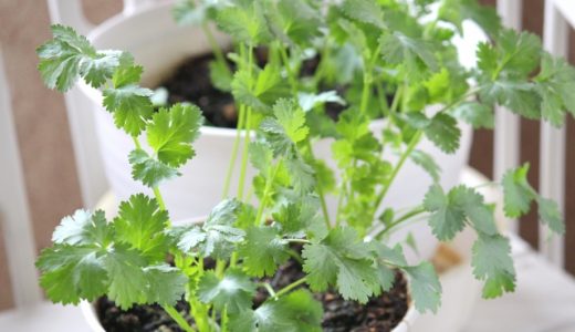 コリアンダーシードとコリアンダーパウダーの違いは？使い方は？