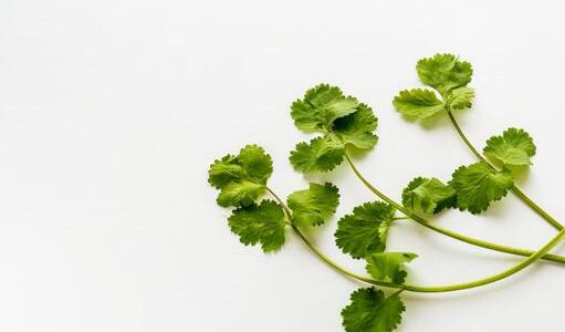 パクチーの代用品といえば●●!フォーもパクチーなしで作れます！