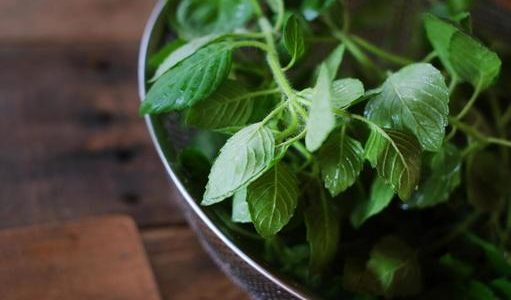 バジルが変色しない方法は？食べられる？保存方法・保存期間を解説