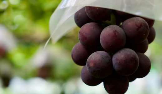 ピオーネとニューピオーネの違いは？皮は食べれる？種はある？