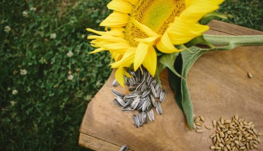 ひまわりの種の黒とストライプ柄での違いは？毒性があるって本当？
