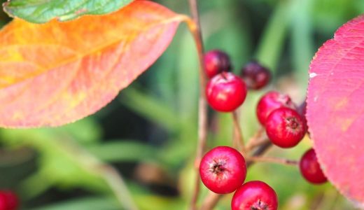 アロニアの味はまずい?美味しい?口コミ｜栄養成分･効能は?