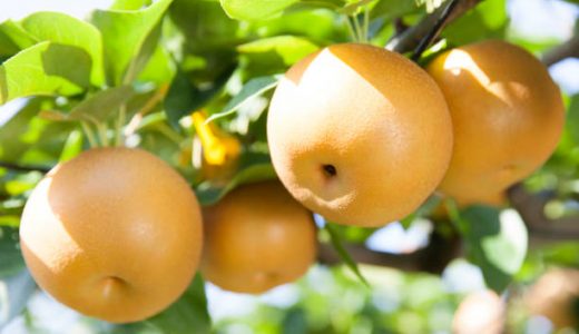 幸水と豊水の違い｜特徴･味･食感･旬の時期･生産地｜どっちが甘い?
