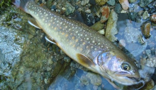 イワナの卵は寄生虫が危険?食中毒症状･対処法｜食べ方は?