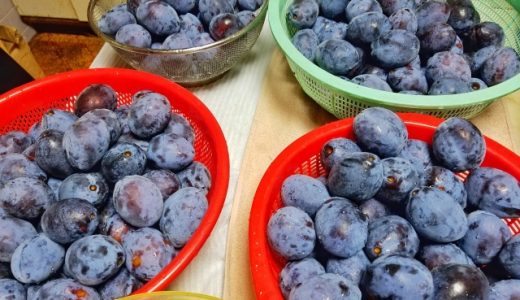 プルーンの味ってどんな味?鉄の味?美味しく食べるアレンジ方法は?