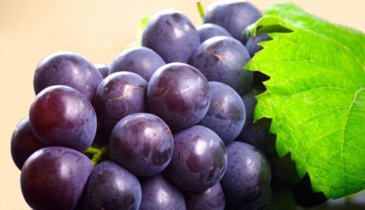 ナガノパープルと巨峰の違いは？値段はどちらが高い？糖度は？