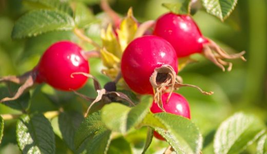 ハマナスとローズヒップの違いは？食べ方は？毒があるのはどっち？