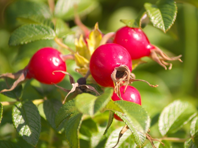 ハマナスとローズヒップの違いは 食べ方は 毒があるのはどっち お役立ち 季節の耳より情報局