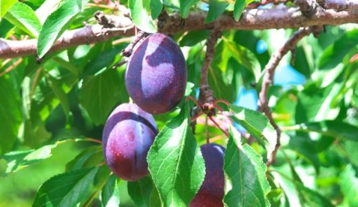 ミキプルーンはまずい?体に悪い?効果がない?オススメの使い方は?