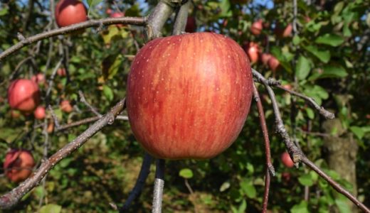 りんごで口臭がなくなるって本当?りんごジュースではダメ?使い方は?