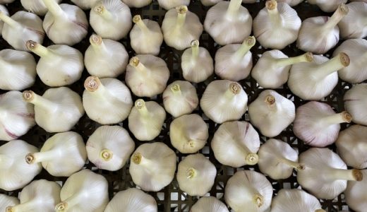 にんにくを取りすぎと？｜おなら・腹痛が起きる？食べ過ぎはどのくらい？