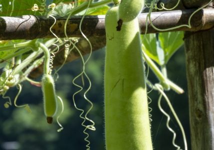 夕顔とはなに？食べる地域はどこ？食べ方についても解説！