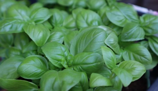 バジル(生)の保存方法｜オイル・乾燥は?保存期間は?大量消費方法は