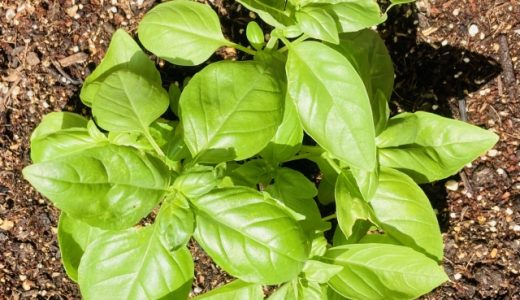バジルにアレルギーはある？子供・大人は？症状はいつまで？対策法は？