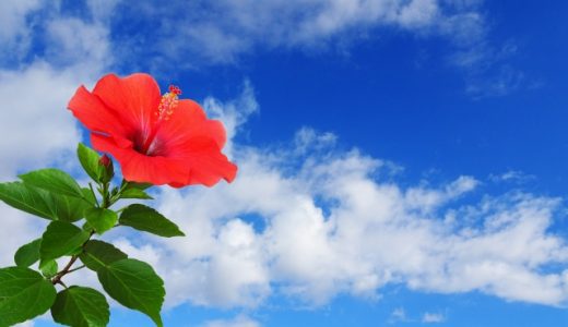 ハイビスカスの味は？｜効果・効能・副作用は？肌に良い？寝る前に？