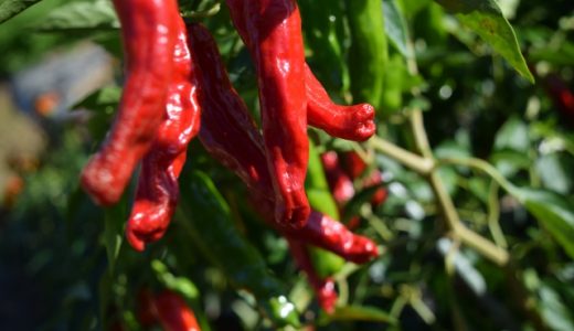 カプサイシンには副作用ある?どんな効果?食べる時の注意点は?