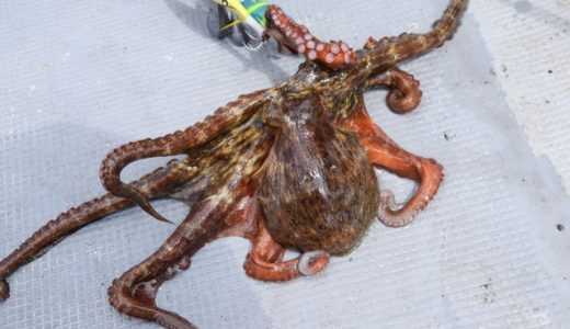 食用のタコと食べられないタコの種類と見分け方は？雄雌の見分け方も！