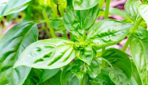 バジルの冷蔵保存｜オイル漬け・乾燥させる場合は?冷凍は?長期保存は?