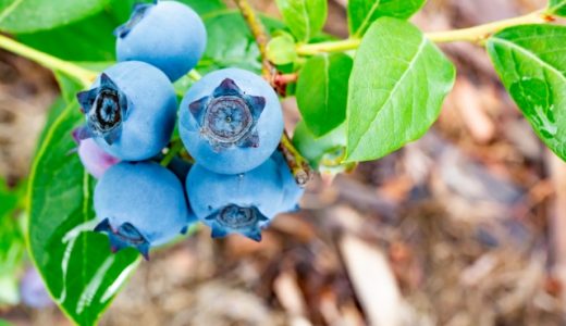 ブルーベリーの賞味期限はどれくらい？冷凍保存がお勧めの理由