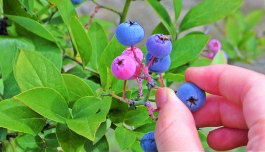 冷凍ブルーベリーの食べ過ぎは体に悪い？太る？幼児は食べて大丈夫？