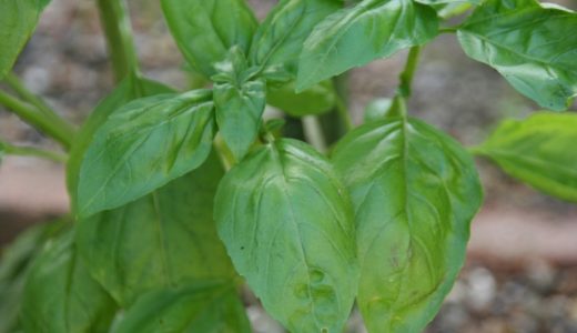 バジルソースが苦い？青臭い？上手な作り方は？ジェノベーゼソースとは？