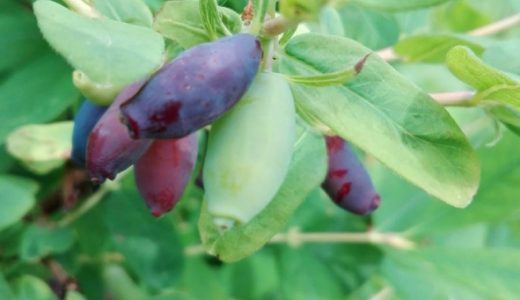 ハスカップは生食できる?味の特徴は?お菓子は?健康効果・効能は?