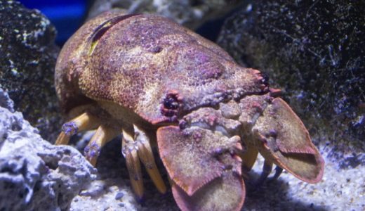 セミエビはどんな味?まずい?美味しい?値段･食べ方は?