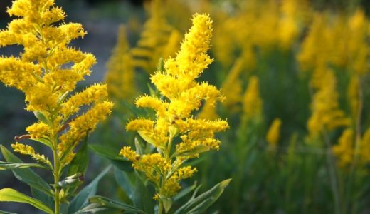 キク科アレルギーの食べ物･症状｜ハーブティー･化粧品もNG?