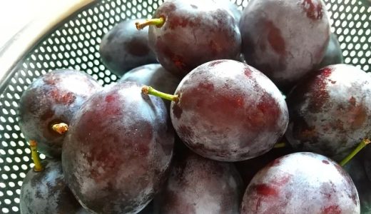 プルーンの保存方法を解説!生・ドライの状態の保存期間や注意点