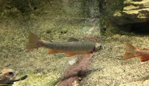 イワナとヤマメの違いは？アユとも違う？特徴や旬の時期も紹介